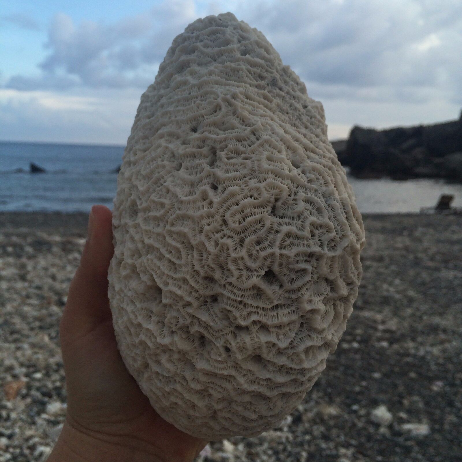 Natural White Caribbean Brain Coral Fossil, Ocean Salt Water Heavy, Fish Tank 
