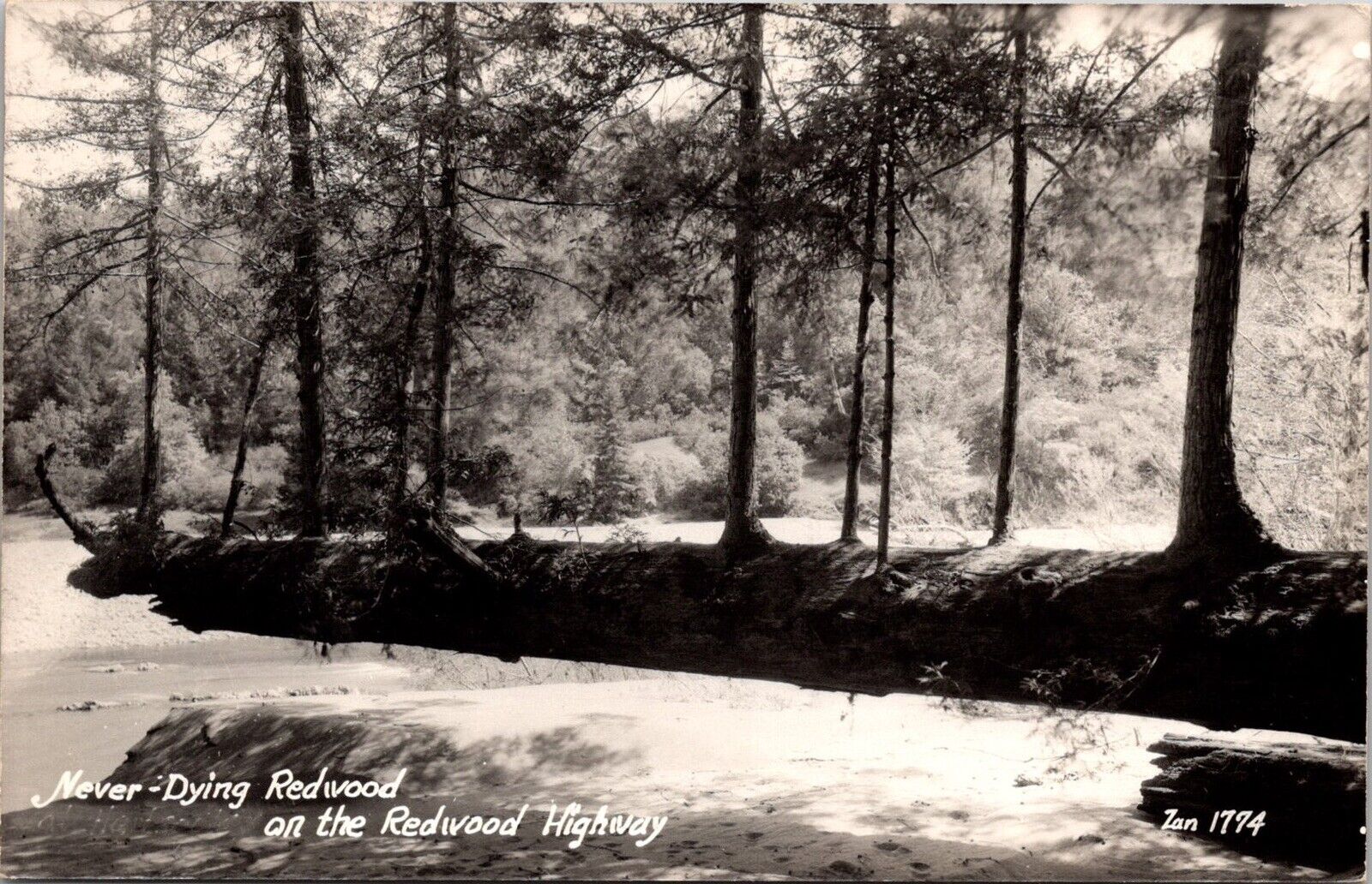 Vtg 1940s RPPC Postcard Never Dying Redwood Tree Redwood Highway California Zan