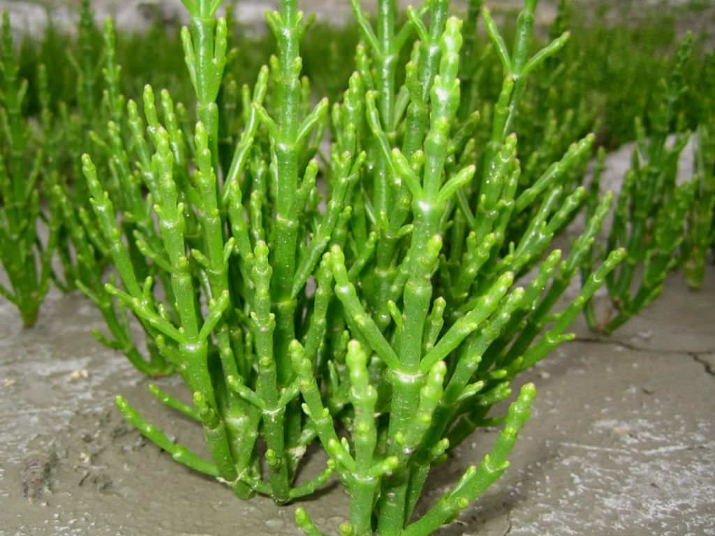 Salicornia europaea seeds Sarcocornia fruticosa glasswort pickleweed picklegrass
