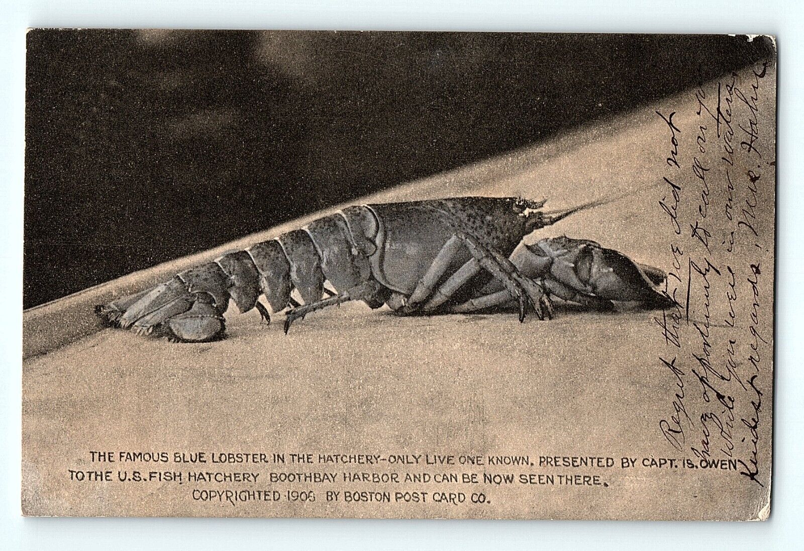 1906 The Famous Blue Lobster Boothbay Harbor Hand Colored Vintage Postcard D3