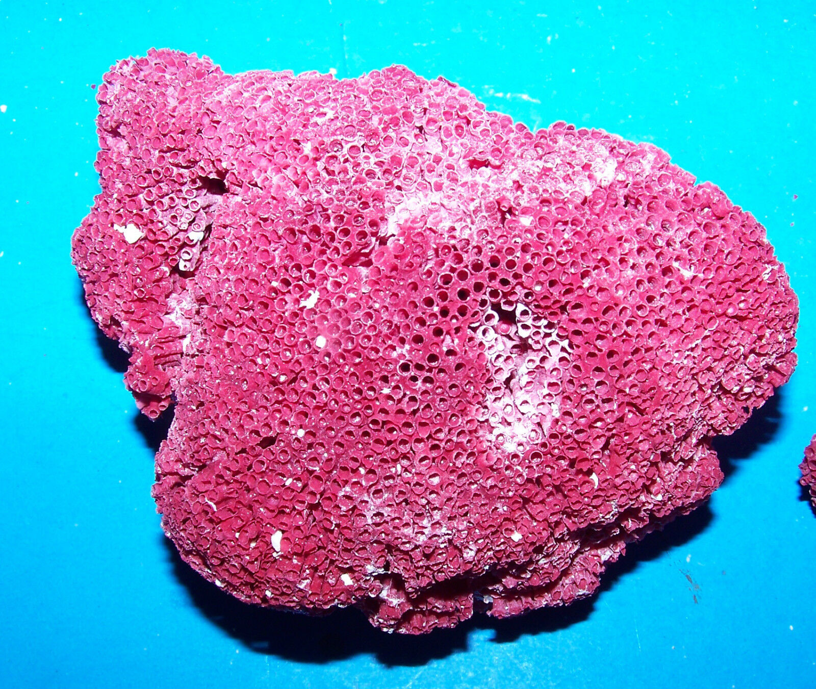 1 Red Pipe Coral Cluster 4