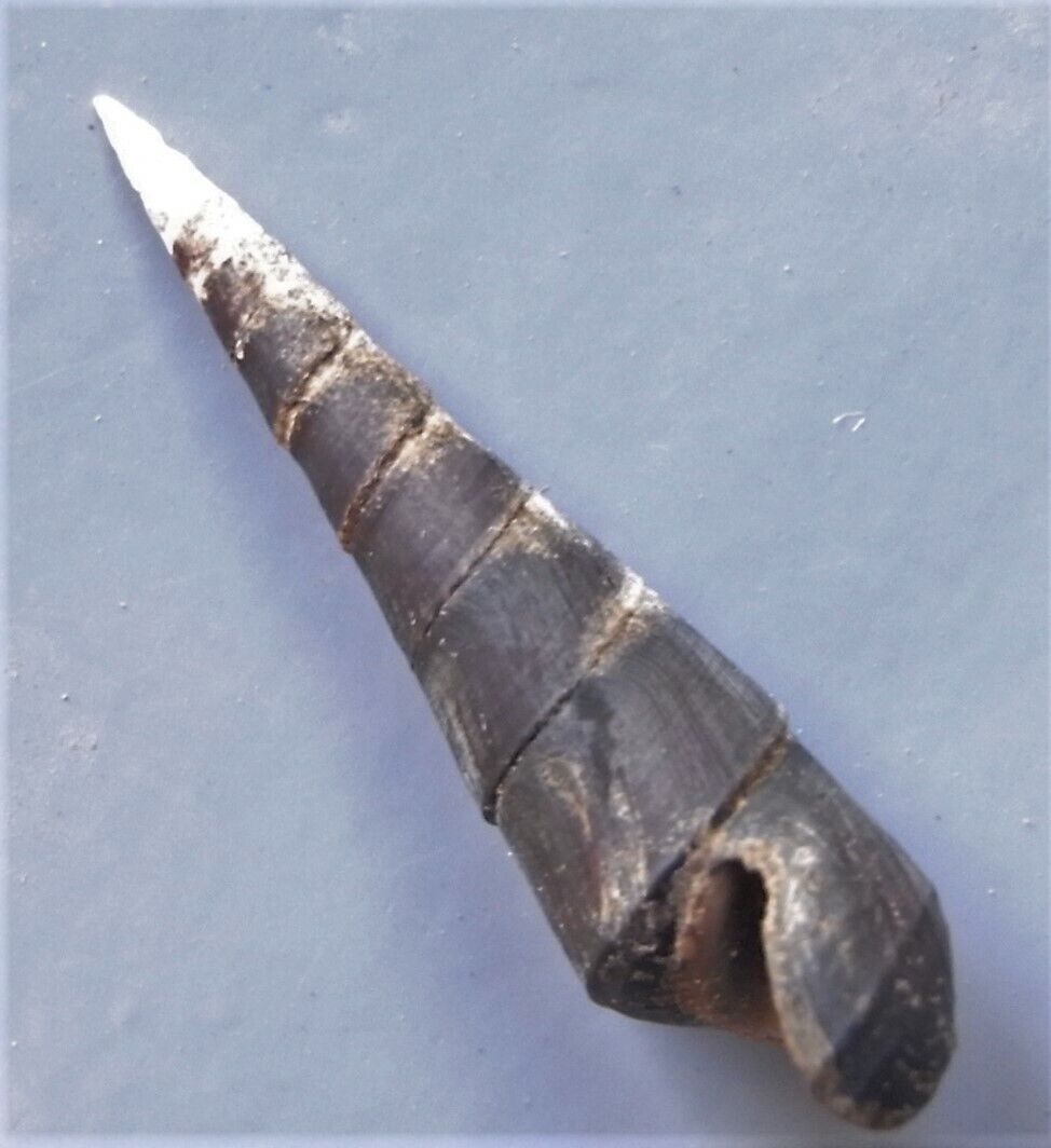 freshwater snail Melanoides species 27-35mm F+++/F++
