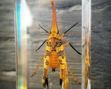 Lanternfly in Resin, Insects in Lucite, Oddities, Curiosities, Pyrops Candelaria picture