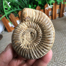 168g Rare natural polished white conch Ammonite Fossil Specimen Madagascar 9605 picture