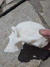 Homo Erectus Skull High Precision Replica  picture