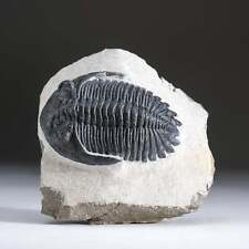 Hollardops Mesacristata Trilobite from Morocco (285.8 grams) picture