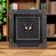 Taxidermy Purple Mountain Swallowtail in Baroque Style Frame (Graphium weiskei a picture