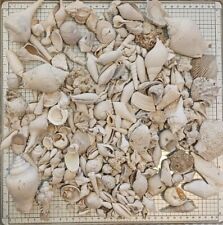 Florida Fossil Shell Box Lot 3 Lbs Several Extinct FS43 picture