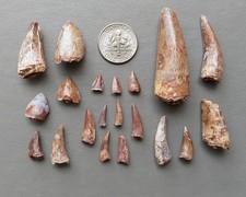 Lot of 20 Triassic Phytosaur Fossil Teeth - Chinle Formation New Mexico picture