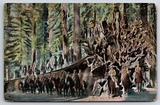 c1908 Troop At Fallen Monarch Mariposa Big Trees Of The West California Postcard picture