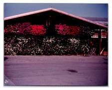Original 1983 - Building At Institute of Applied Genomics Italy -Snap Shot Photo picture