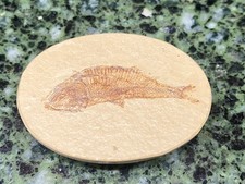 Great Diplomystus 1.25" Fossil Fish -  Green River Formation, Wyoming picture