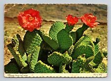 Vtg post card 5 3/4 x 4 1/8 inch blooming cactus in desert picture
