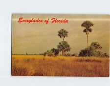 Postcard Sawgrass And Palmetto Clumps Everglades of Florida USA picture