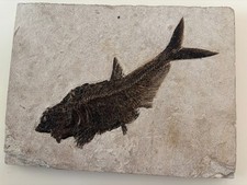 Diplomystus Denatus fish plaque  24"x 18" x 1" 53.5-48.5 Ma picture