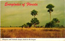 Vintage Postcard- Sawgrass and Palmetto Clumps, FL 1960s picture