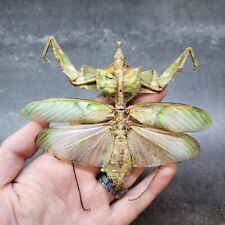 Real Devils Flower Mantis (M) Idolomantis Diabolica Praying Mantis Specimen RARE picture