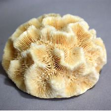 Natural White Brain Coral 3