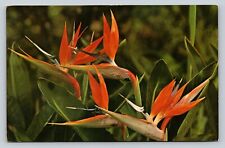 Bird Of Paradise Exotic Flower Native To South Africa VINTAGE Postcard picture