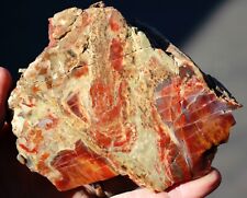 Henry Mountain Petrified Wood  • 1 lb. 6.4oz. picture