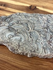 Probable Stromatolite Fossil  Slab 5x 2 Ancient Microbial picture