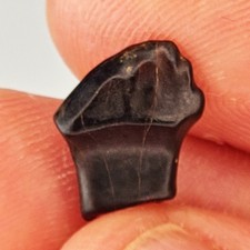 Ankylosaur 0.50" Armored Dinosaur Tooth Fossil Edmontonia Judith River Nodosaur picture