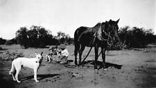 A horse in harness pulling cart Mildura District Victoria 1937 OLD PHOTO picture