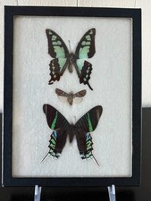 Carolina Biological P 4700 Butterfly Moth Comparison Entomount Display Vintage picture