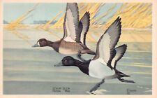Male and Female Scaup Ducks,1939 National Wildlife postcard, Artist Signed picture