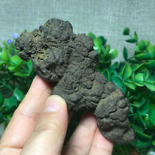 168g Rare dinosaur dung coprolite Petrified Poop 04 picture