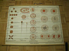 Jurica Biology Series Mitosis and Meiosis Aj Nystrom & Co Chicago Science Chart picture