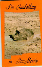 I'm Sunbathing In New Mexico postcard. Wild Boar picture