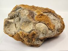 Invertebrate Fossil Nodule w/ Crystal Shell  - Ammonite, Bivalve - Fox Hills Fm. picture
