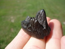 RARE JUVENILE EXTINCT MEGAFAUNA MAMMAL TOOTH FLORIDA FOSSILS ICE AGE JAW BONES @ picture