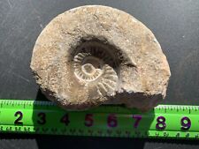 Ammonite fossil mine rough Nautiloid Cambrian Madagascar 3-5 inch FJ24 picture