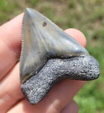 Bone Valley Hubbell Megalodon Shark Tooth Fossil picture