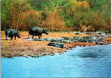 River Horses Hippopotamus and Crocodiles African Wildlife Sapra Studio Postcard picture