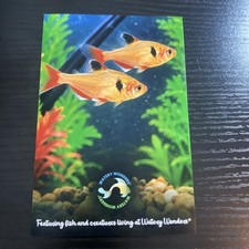 Watery Wonders Fish Aquarium Photo Postcard, Unposted Single picture