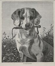Dog Pointer Puppy English, Dog Training, Beautiful 1870s Antique Print picture