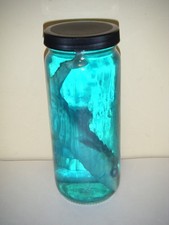 Real Shark In A Jar Preserved Marine Specimen Taxidermy Oddity (#2) picture