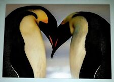 Emperor Penguins Loving Note Card.5 x 7 In. Colorful Nature. W/ Penguin Env.  picture