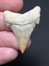 Investment Quality Angustidens Colorful Fossil Shark Tooth Summerville - 1.71" picture