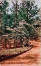 Dogwood Carolina Pines Wob 1939 Cancel Pm Postcard picture