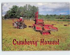 Postcard Dry Harvesting Cranberries Cape Cod Massachusetts USA picture
