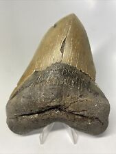 Megalodon Shark Tooth 5.73” Big - Authentic Fossil - Carolina 14231 picture