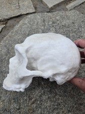 Neanderthal Skull Homo Neanderthalensus Realistic High Precision Replica White picture