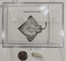Stingray TOOTH REAL PRE-HISTORIC SHARK FOSSIL EXTINCT in display case picture
