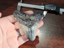 Massive 3.756 inch Angustidens shark tooth fossil from SC - No Restorations  picture