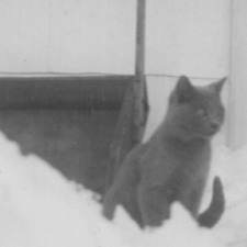 4V Photograph Cute Adorable Beloved Pet Gray Cat Snow 1940's picture
