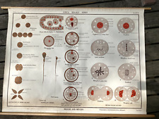 Jurica biology series, JZS 16, meiosis and mitosis, vintage poster picture